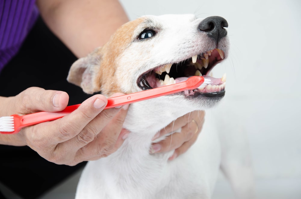 Dentisterie