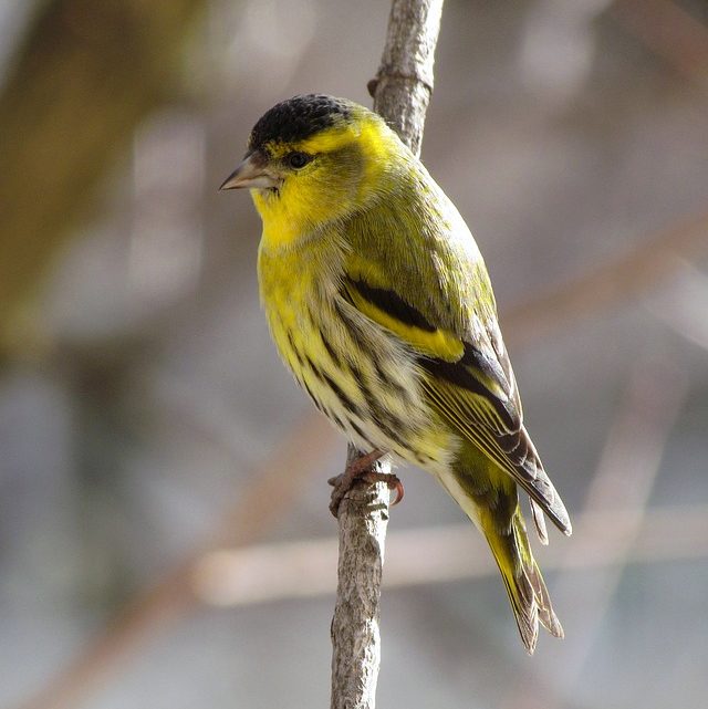 Oiseaux de jardin : l’essentiel à connaître