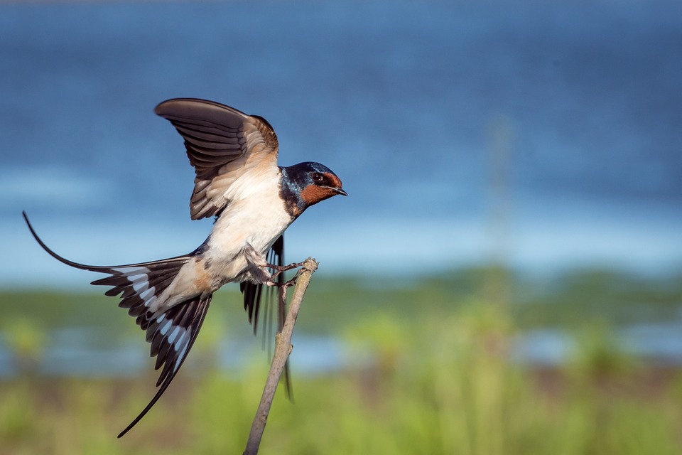 Ornithologie : l’essentiel à connaître
