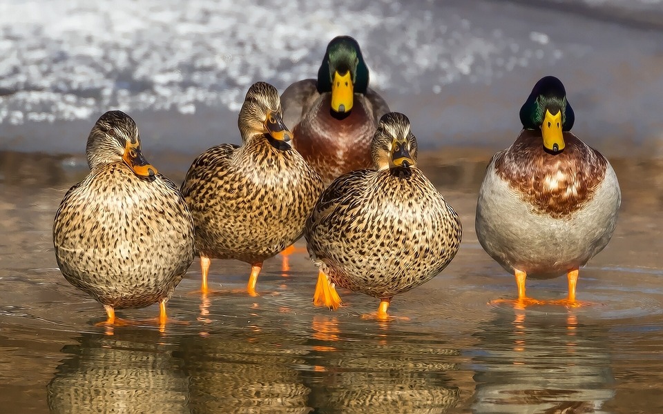 Oiseaux migrateurs de France : des champions du vol long courrier