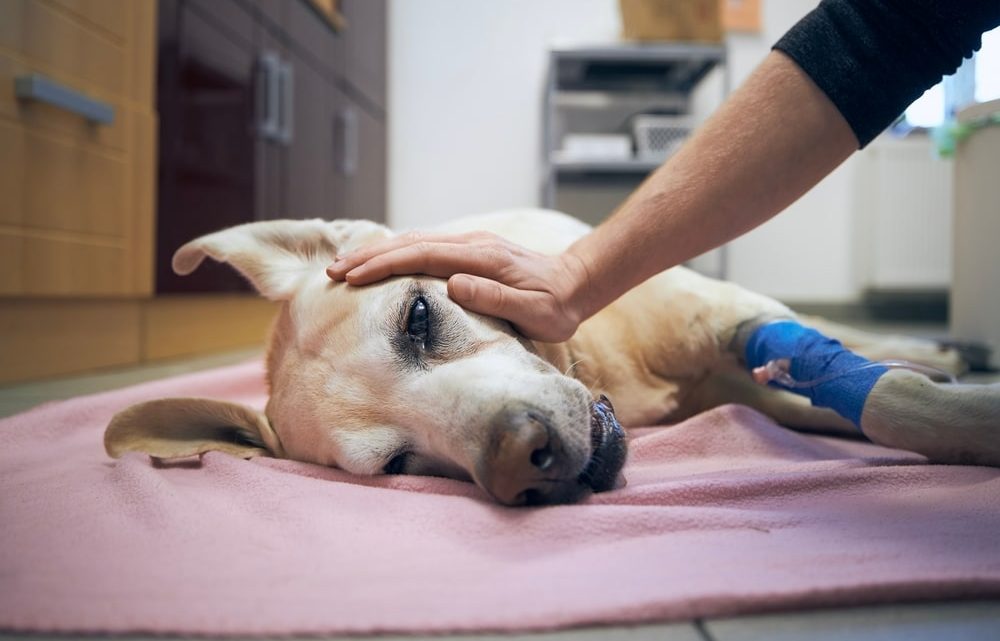 Comment reconnaître et prévenir les maladies courantes chez les animaux domestiques